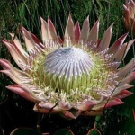 image of flower