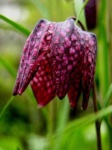 image of flower