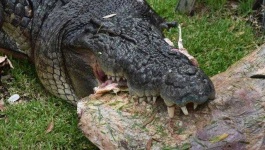 image of crocodile