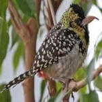 image of bird