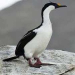 image of bird