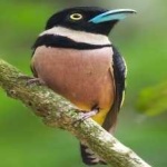 image of bird