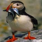 image of bird