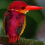 image of rufous_kingfisher #18