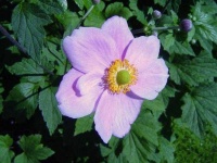 image of flower