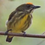 image of bird