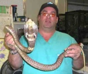image of indian_cobra
