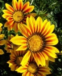 image of flower