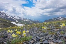image of tundra