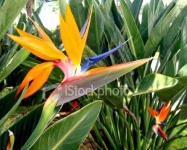 image of bird_of_paradise_flower #4