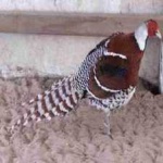 image of bird