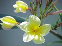 image of flower