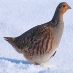 image of bird