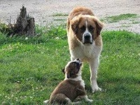 image of saint_bernard