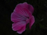 image of flower
