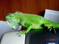 image of common_iguana