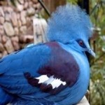image of bird