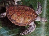 image of hawksbill