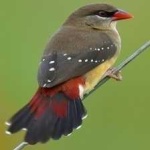image of bird