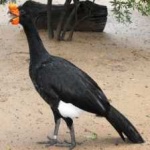 image of bird