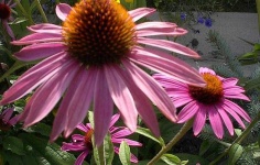 image of flower