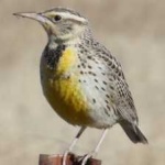 image of bird