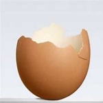 image of egg_shell #13