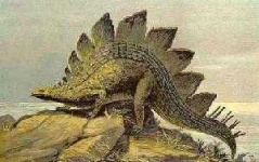 image of stegosaurus #23