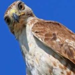 image of bird