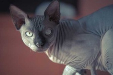 image of animal