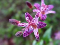 image of flower