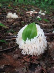 image of coral_fungus