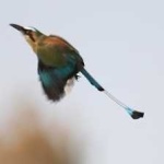 image of bird