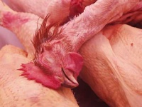 image of butcher_shop