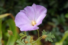 image of pelargonium #34