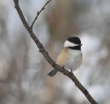image of chickadee