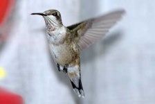 image of hummingbird
