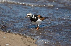 image of ruddy_turnstone