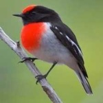 image of bird