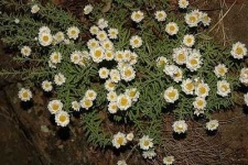image of daisy