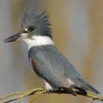 image of bird