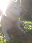 image of siberian_husky