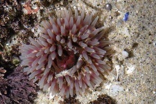 image of sea_anemone