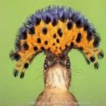 image of bird