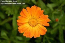 image of flower