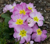 image of flower