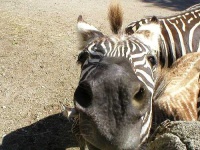 image of zebra