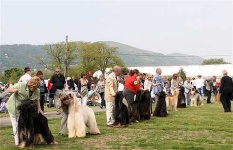 image of afghan_hound