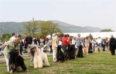 image of afghan_hound #22