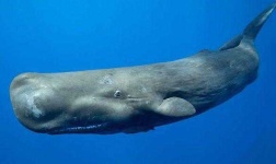 image of animal